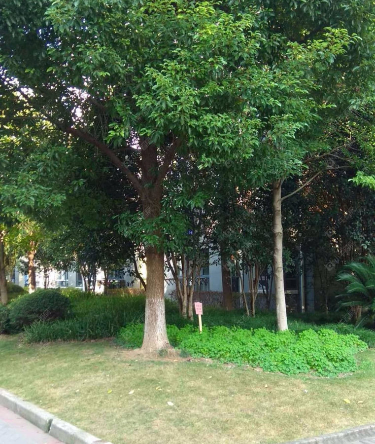 上海好世凤翔苑实景图 上海好世凤翔苑实景图