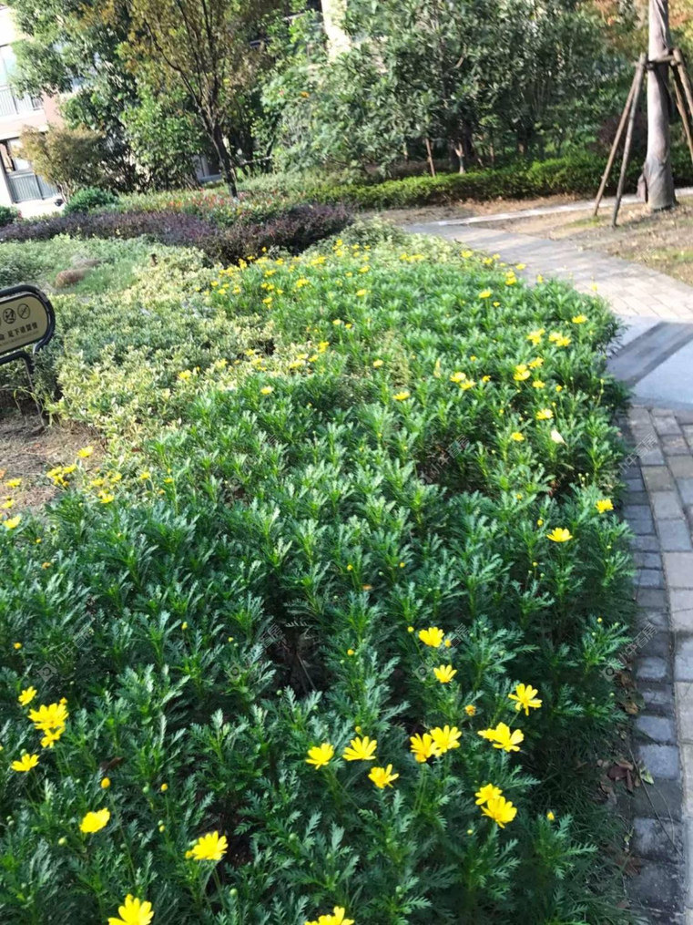上海白银时代尚苑三期实景图
