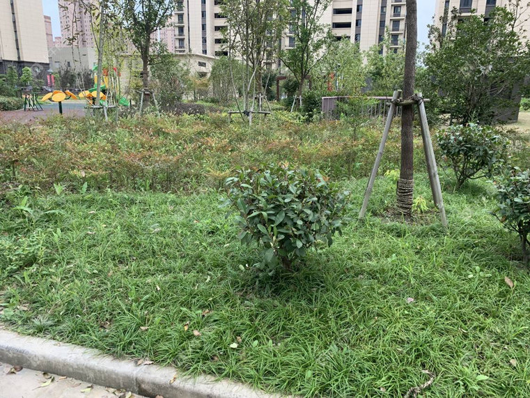上海练祁佳城嘉盛园三期实景图 上海练祁佳城嘉盛园三期实景图
