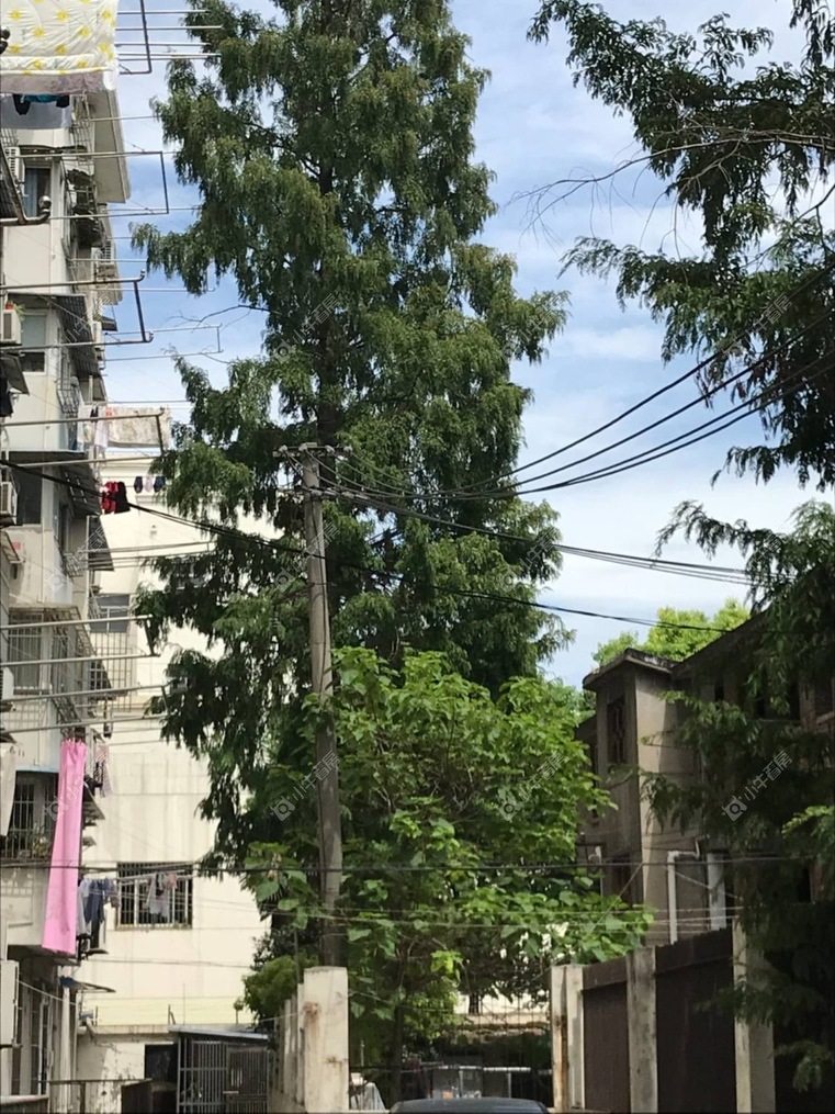 上海民主街276弄实景图